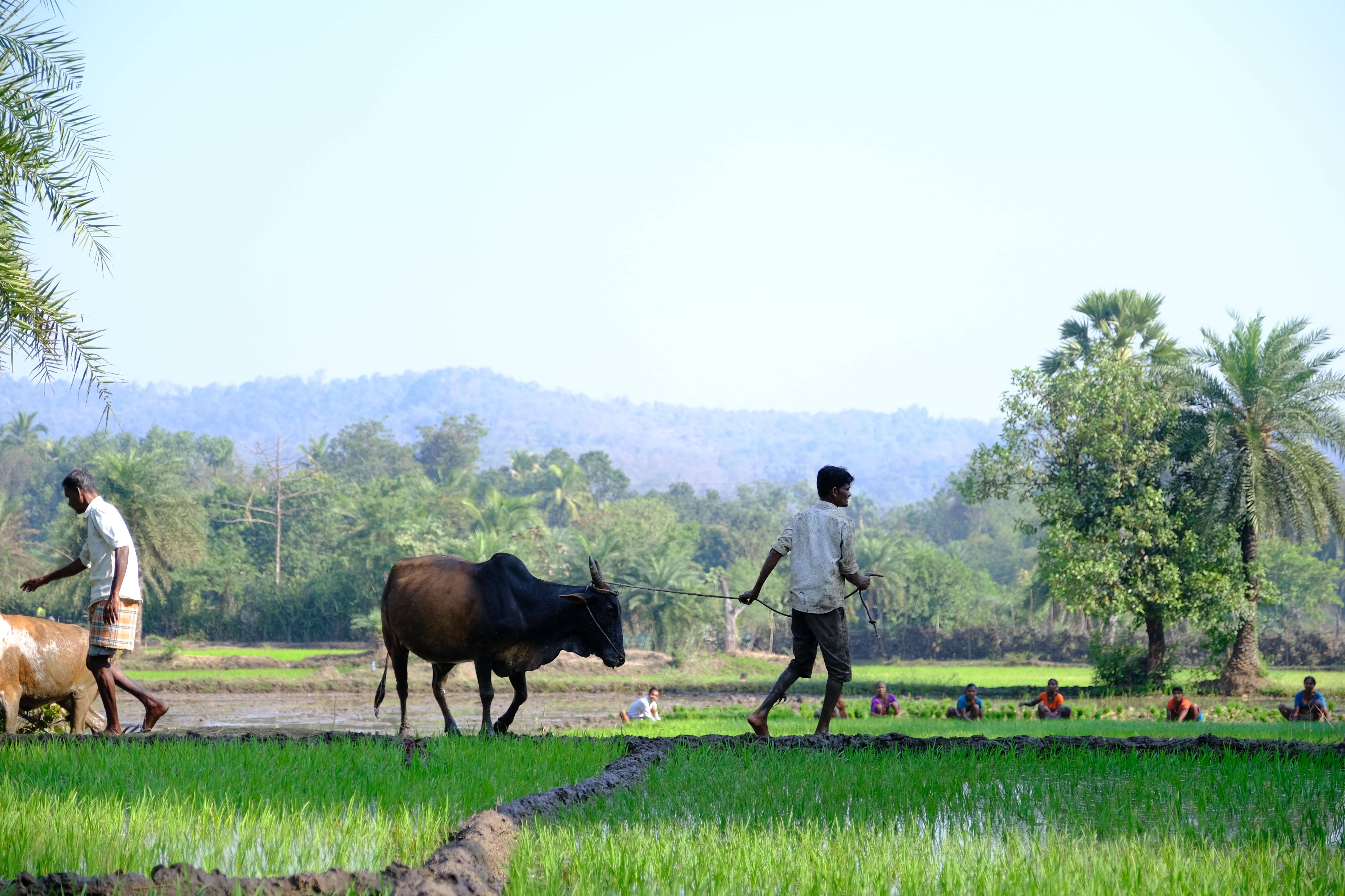 Dahanu Green Community